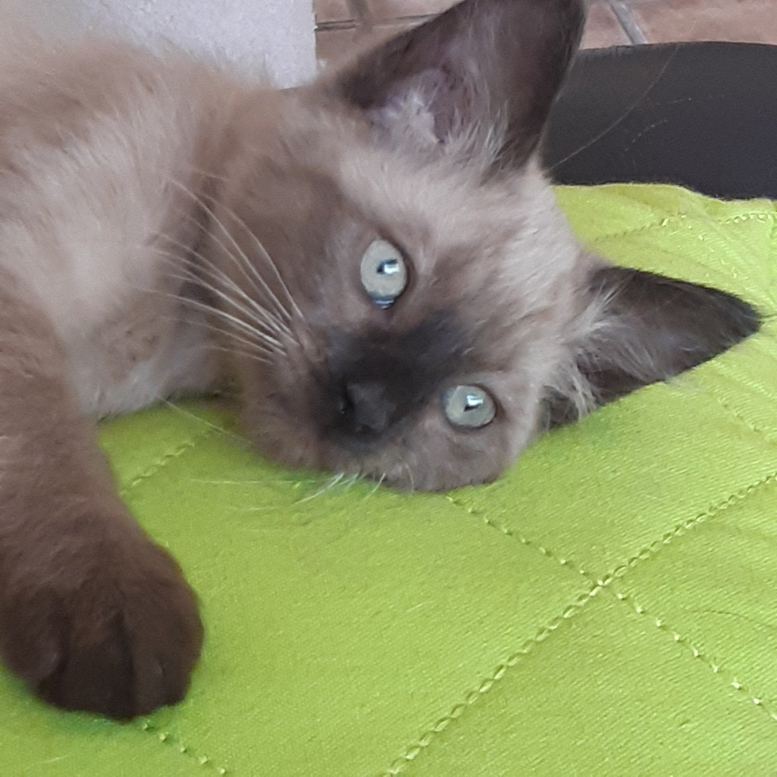 Seal mink  ragdoll kittens mogen over 4 dagen  verhuizen🥰, Meerdere dieren, Gechipt