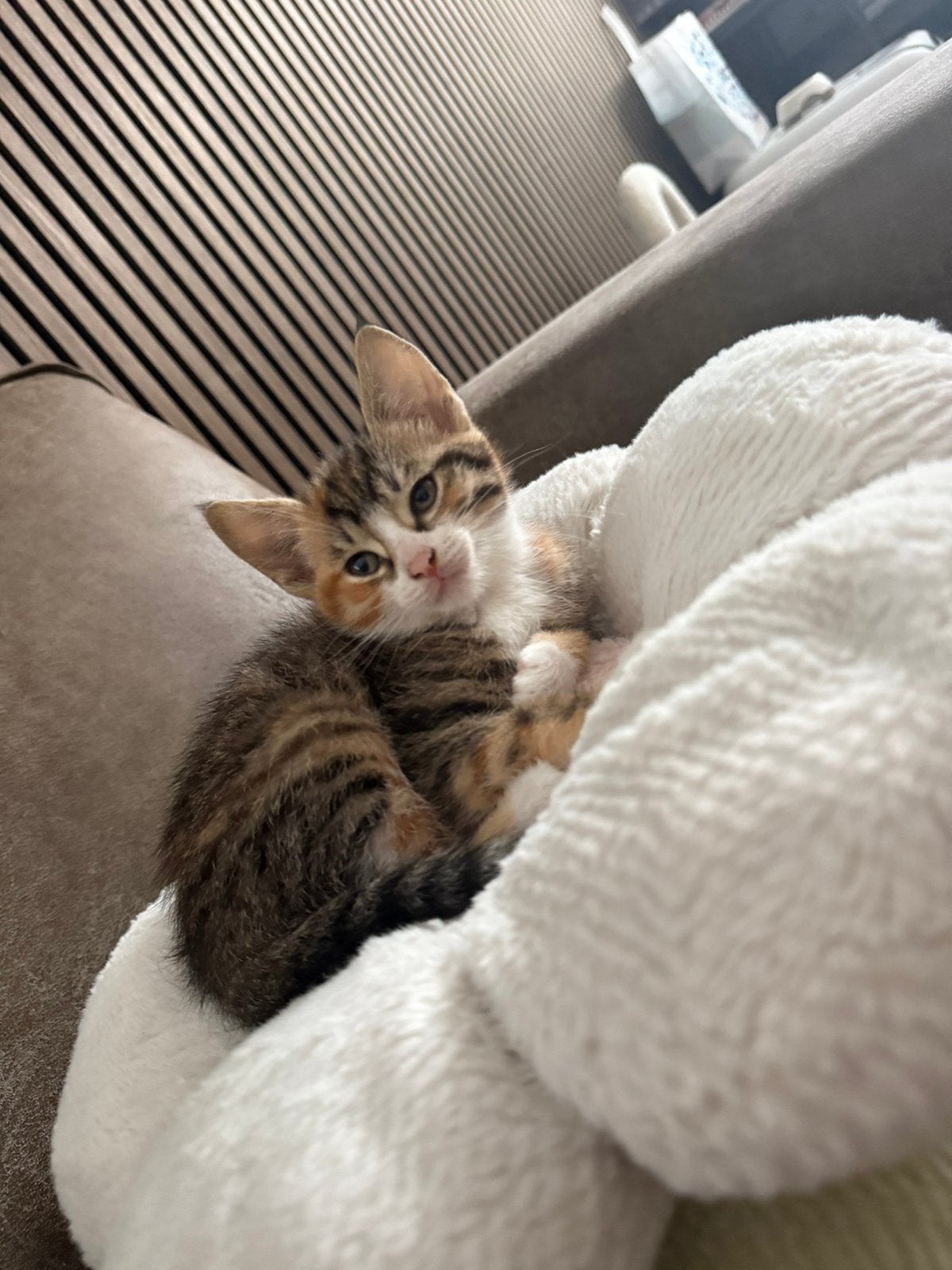 Lilo & Nala zoeken een nieuw thuis., Meerdere dieren, Kortharig, 0 tot 2 jaar