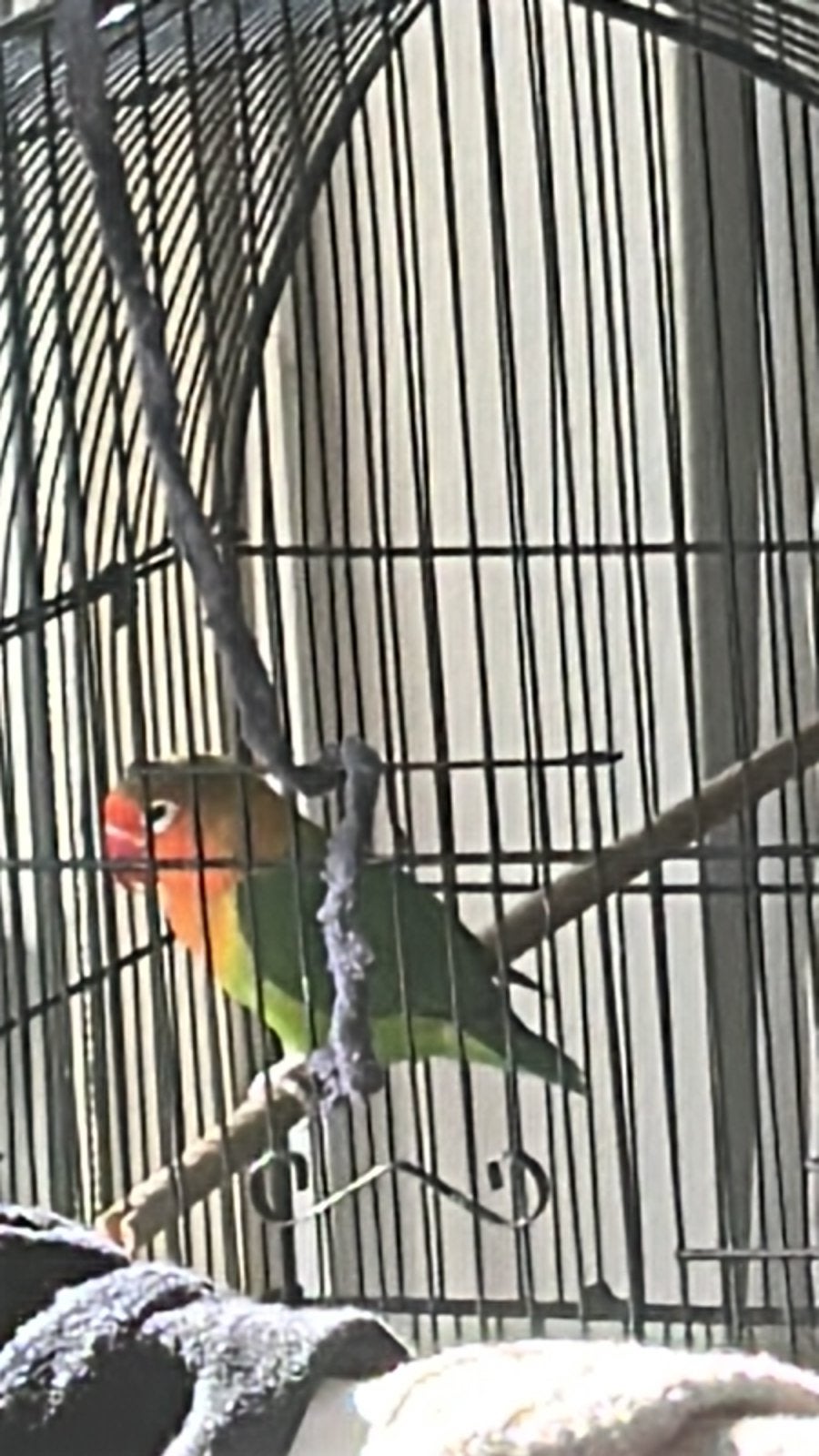 Twee mooie vogels, Meerdere dieren, Parkiet