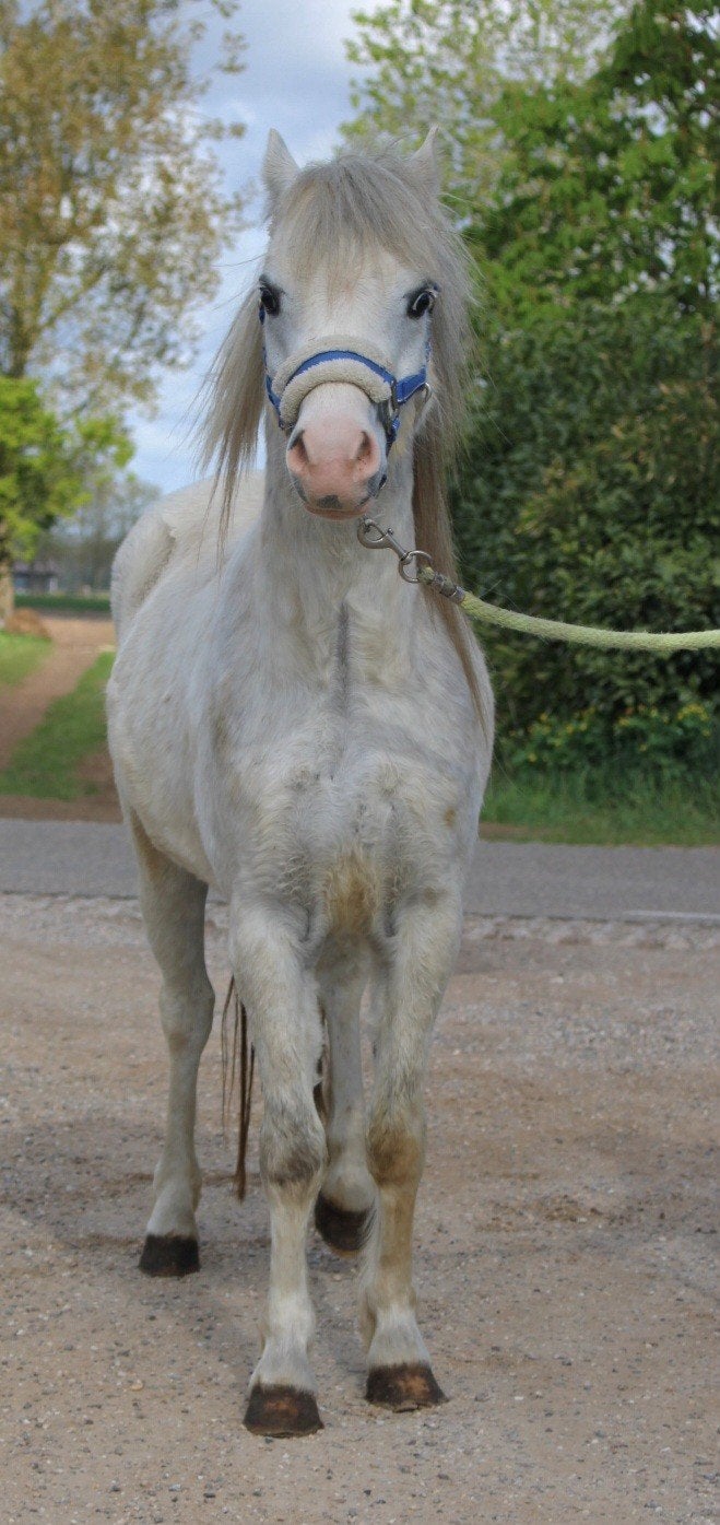 te koop super gave betuigde ruin welsh A en hengst veulen, Ruin, A pony (tot 1.17m), 3 tot 6 jaar, Gechipt