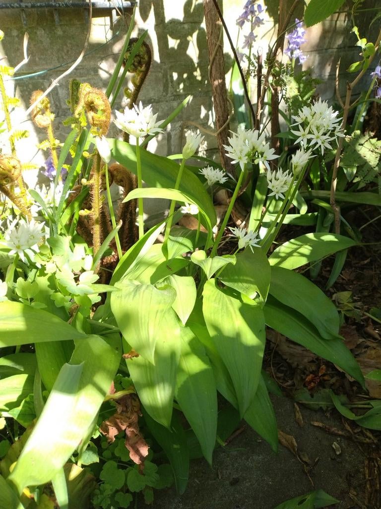 Daslook, Ophalen of Verzenden, Gehele jaar, Halfschaduw, Bloembol