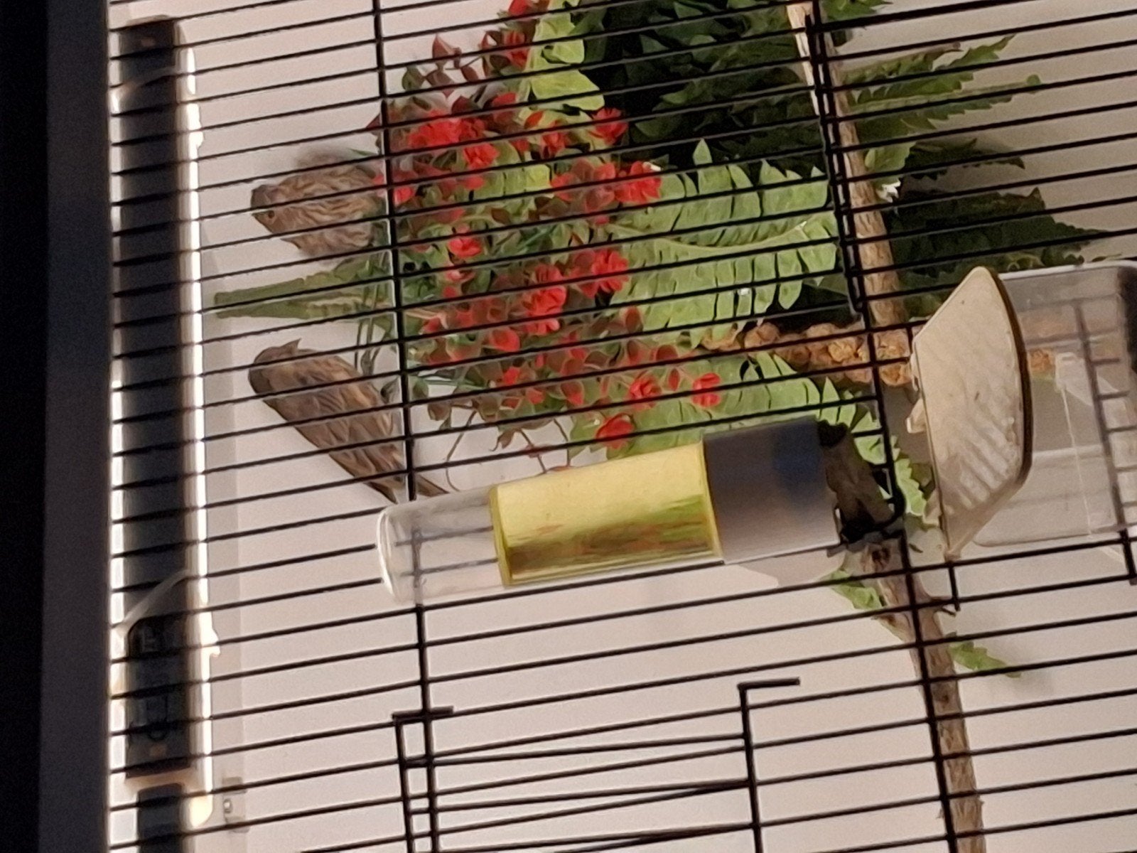 Mexicaanse roodmuss, Meerdere dieren, Parkiet