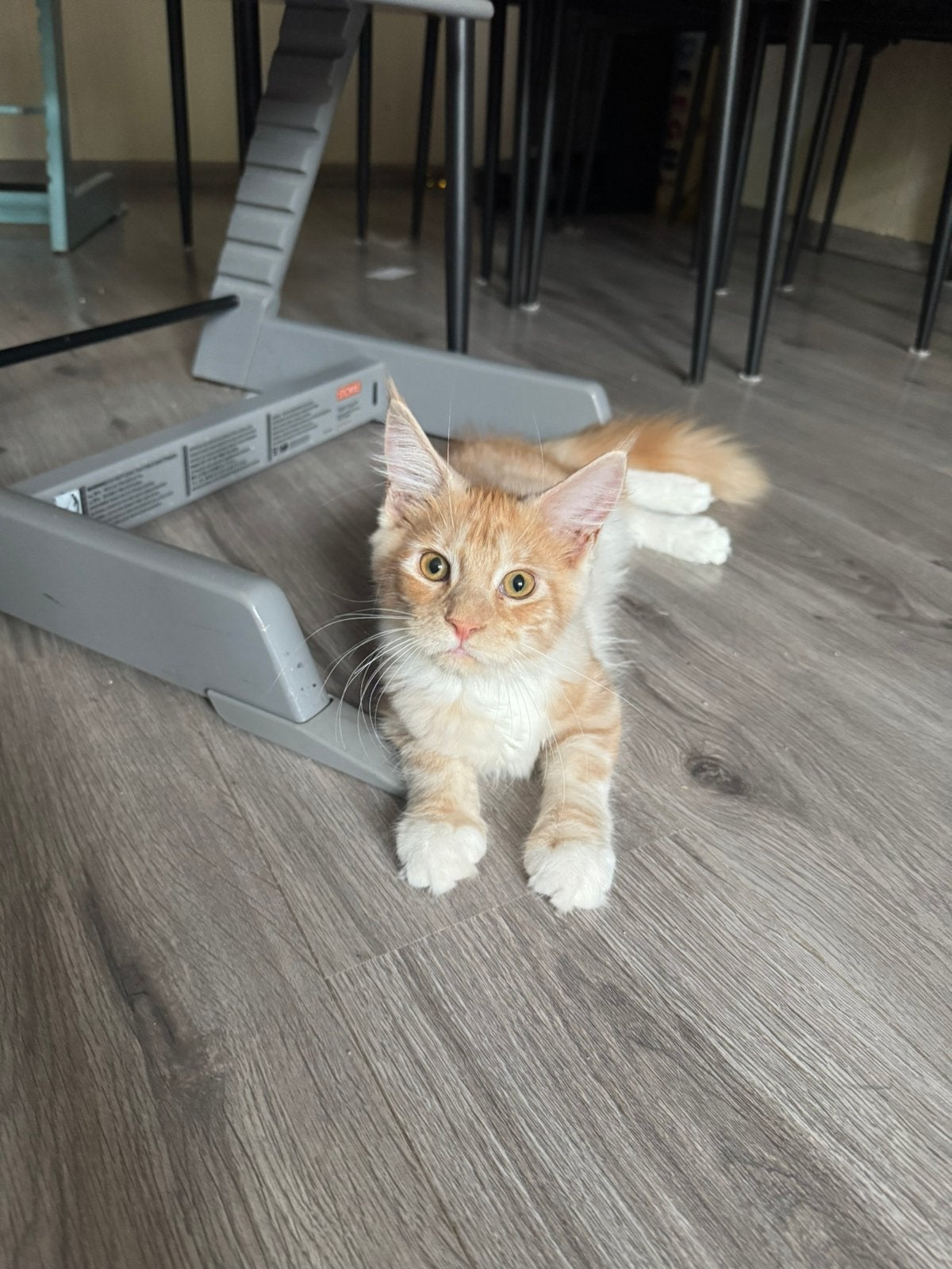Prachtige Maine Coon kitten te koop, mag direct verhuizen, Dieren en Toebehoren, Katten en Kittens | Raskatten | Langhaar, Meerdere dieren