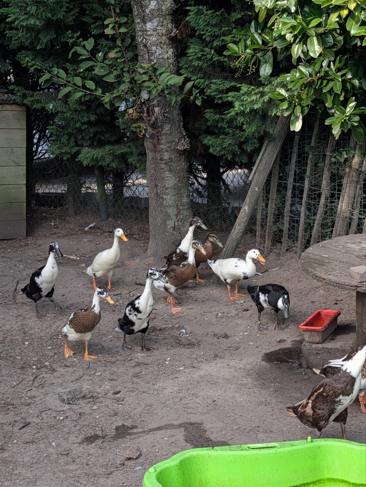 Indische Loopeenden (mannelijk), Dieren en Toebehoren, Meerdere dieren