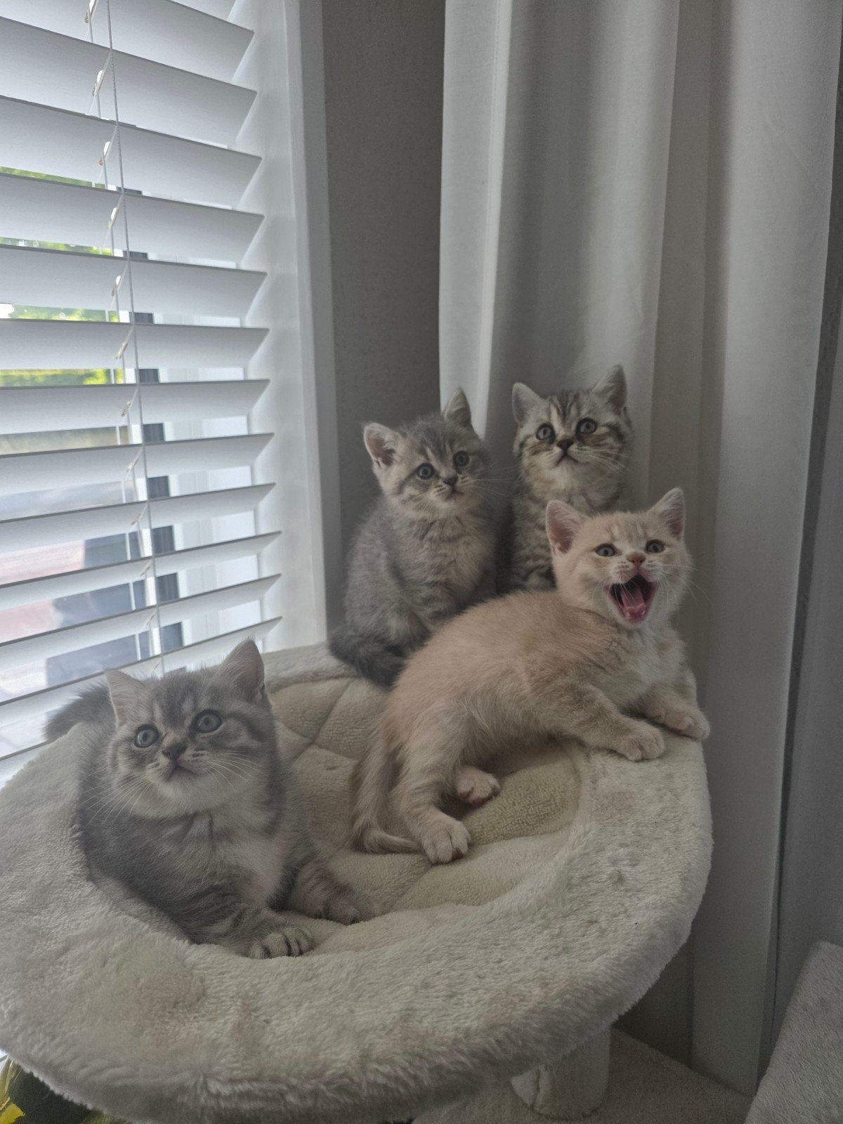 Britse Korthaar kittens – 2 katers en 2 poezen