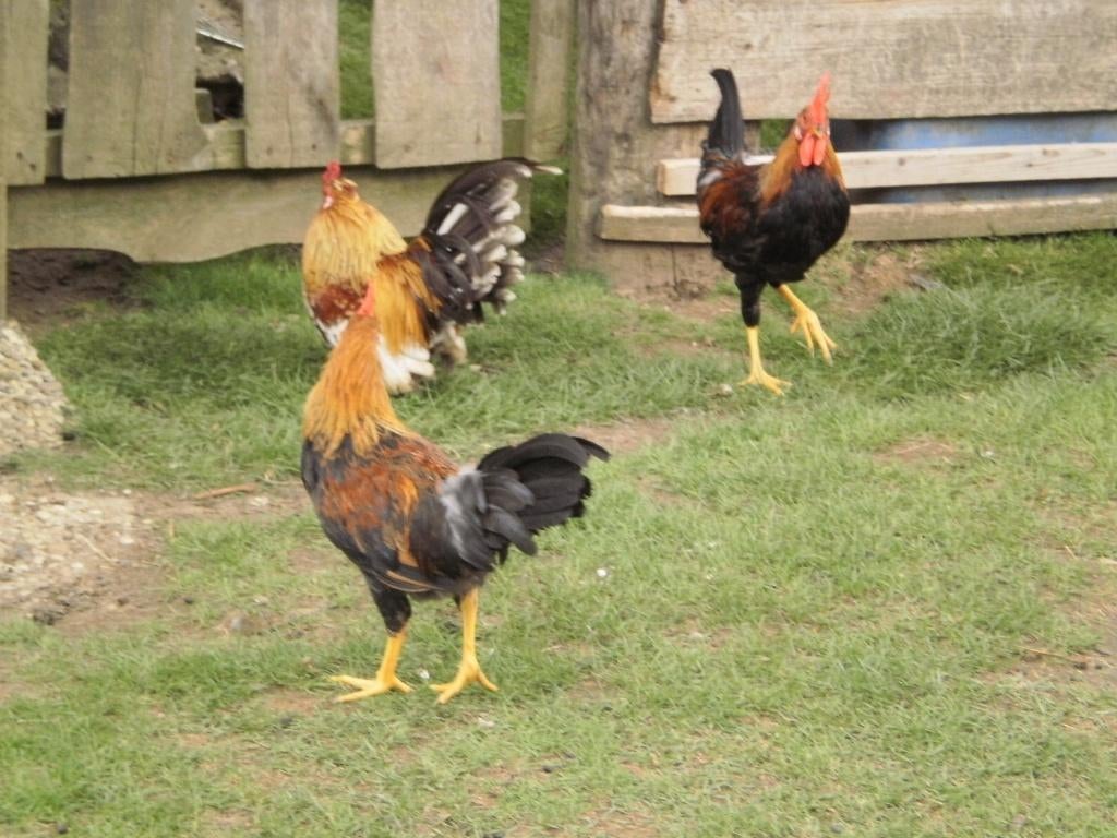 BROEDEIEREN: LEGHORN PATRIJS, Dieren en Toebehoren, Pluimvee, Geslacht onbekend, Kip