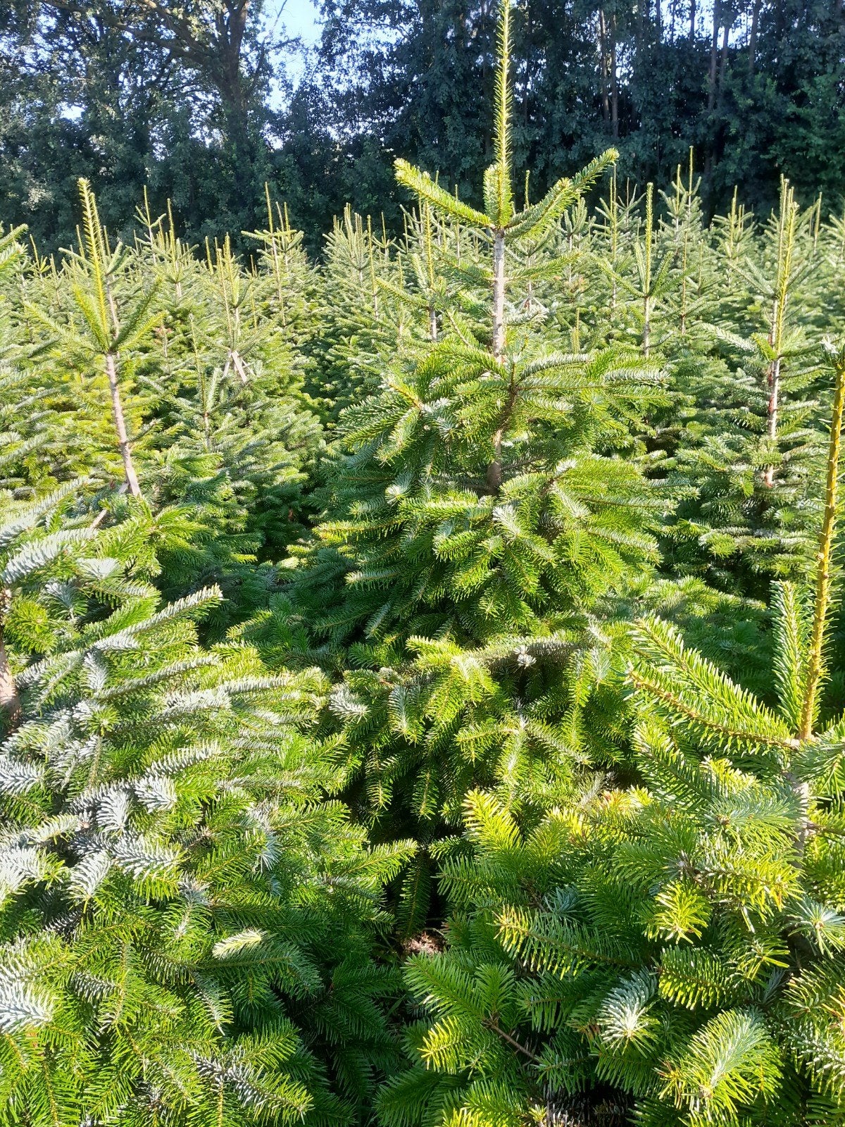 Kerstbomen Nordmann, Tuin en Terras, Ophalen, Volle zon, Overige soorten, 100 tot 250 cm