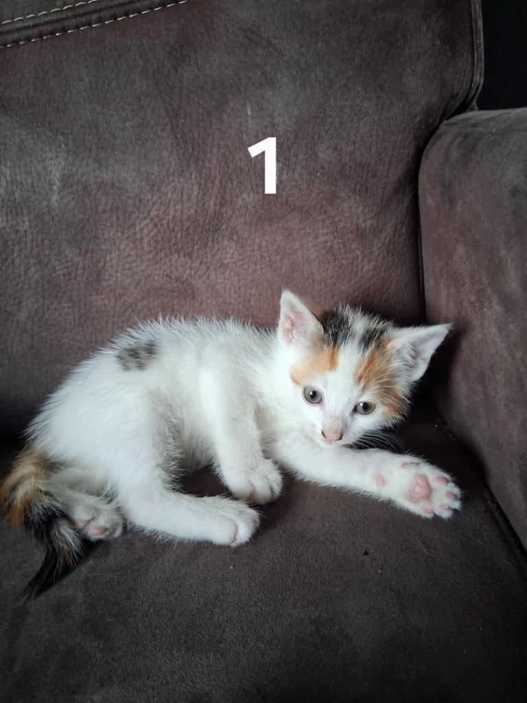 Kittens te koop, Dieren en Toebehoren, Katten en Kittens | Overige Katten, Meerdere dieren, 0 tot 2 jaar