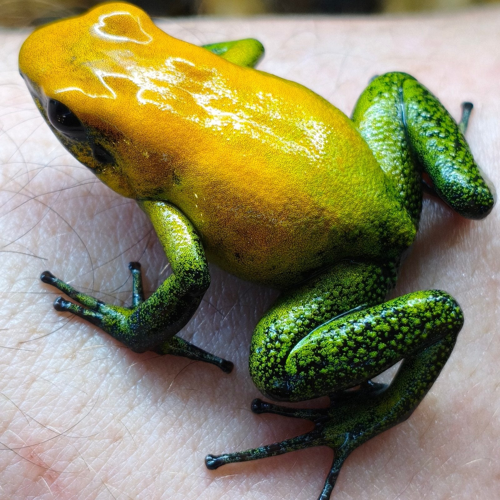 Phyllobates bicolor Amerikaanse bloedlijn Frog - unknown for sale from Wouter