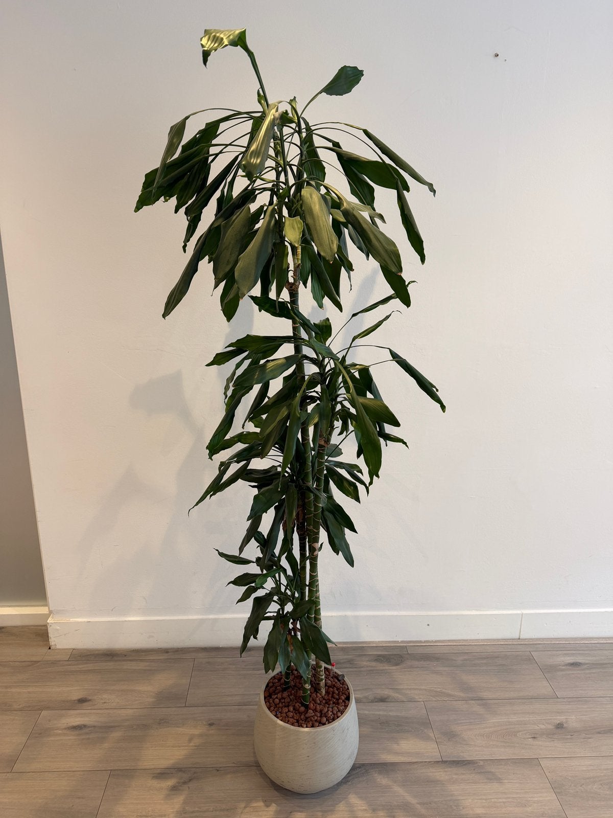 Dracaena plant, Ophalen, 100 tot 150 cm, Overige soorten, Halfschaduw