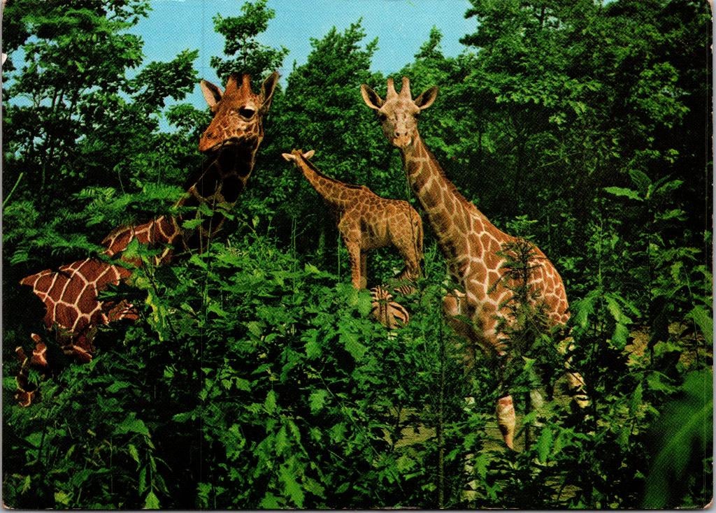 Burgers' Zoo / Safari Arnhem - 9 ansichtkaarten, Verzenden, 1960 tot 1980, Ongelopen, Gelderland