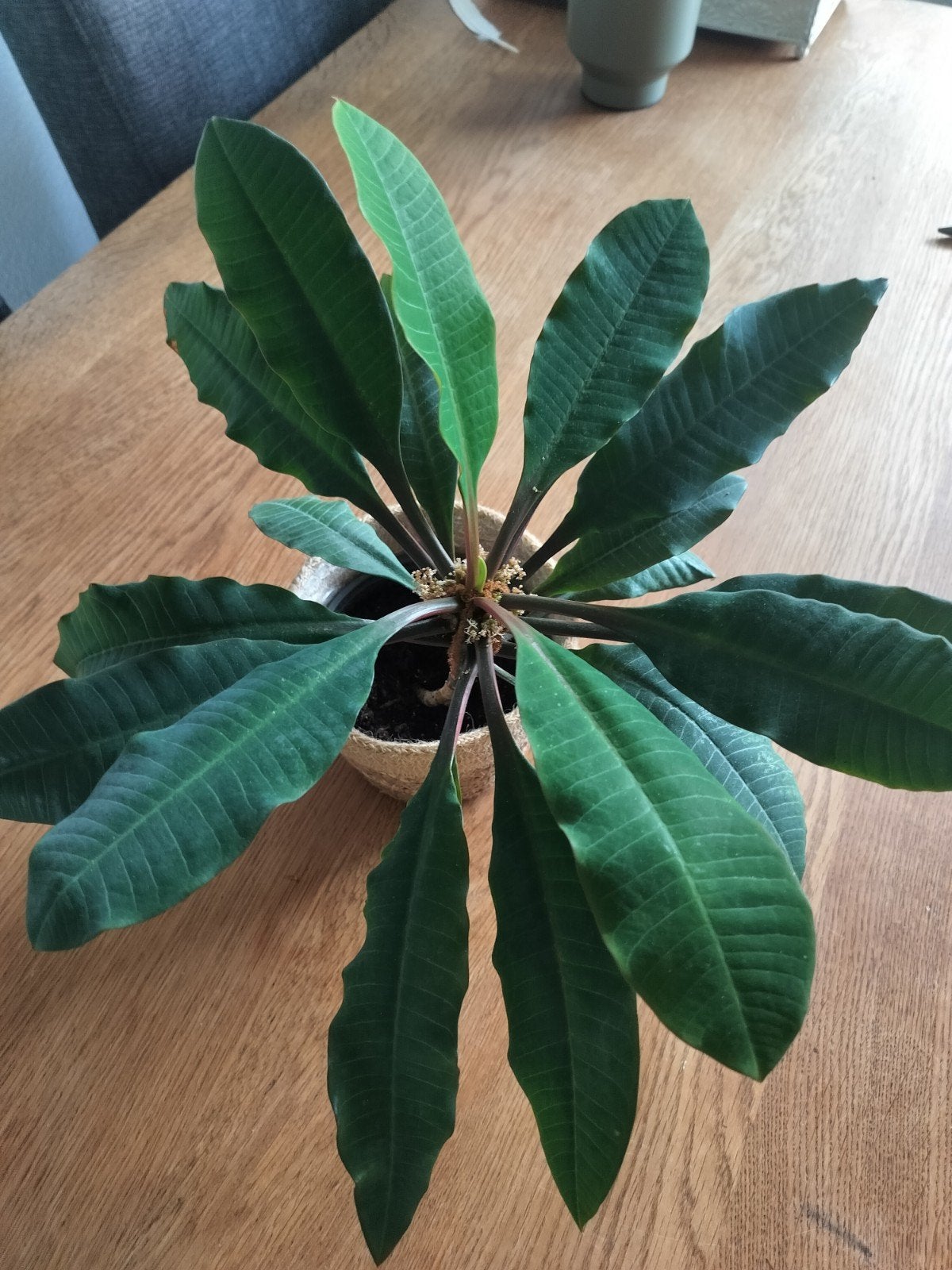 Gezonde Madagascar Jewel (Euphorbia leuconeura), Ophalen
