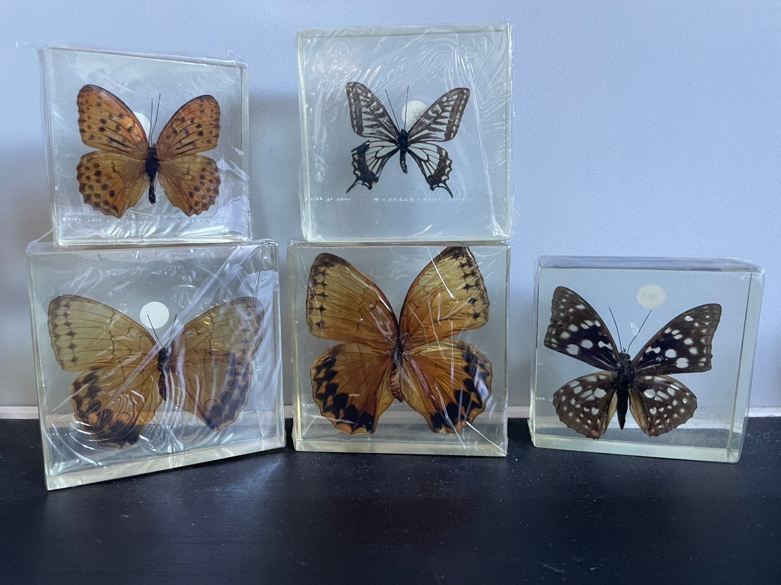 Vlinders in hars, 5 stuks, Ophalen of Verzenden, Gebruikt, Insect, Opgezet dier