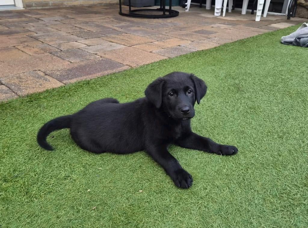 Deze 2 lieve pups zoeken nog een nieuw forever home 💙💙, Dieren en Toebehoren, Honden | Retrievers, Spaniëls en Waterhonden, 8 tot 15 weken