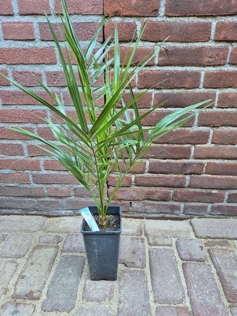 Dadelpalm, Poenix Canariensis, Volle zon, Vaste plant, Bloeit niet, Ophalen