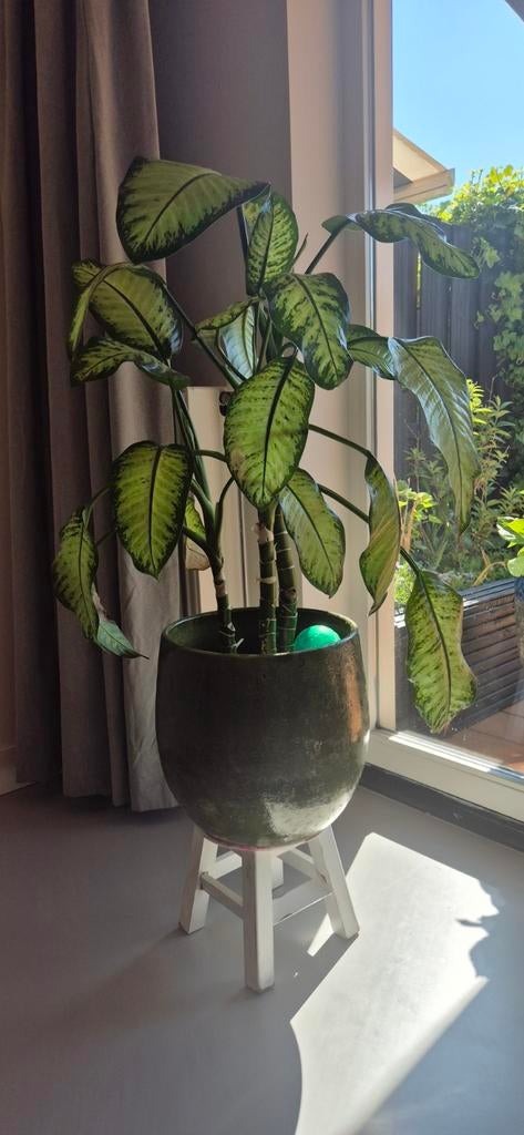 Dieffenbachia kamerplant in pot, Huis en Inrichting, Kamerplanten, Ophalen, 100 tot 150 cm, Overige soorten, Halfschaduw