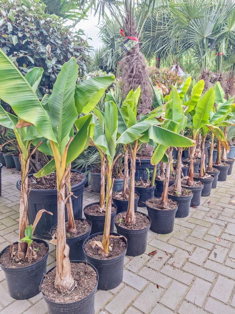 Musa basjoo, bananenplanten, Ophalen, Gehele jaar, Volle zon