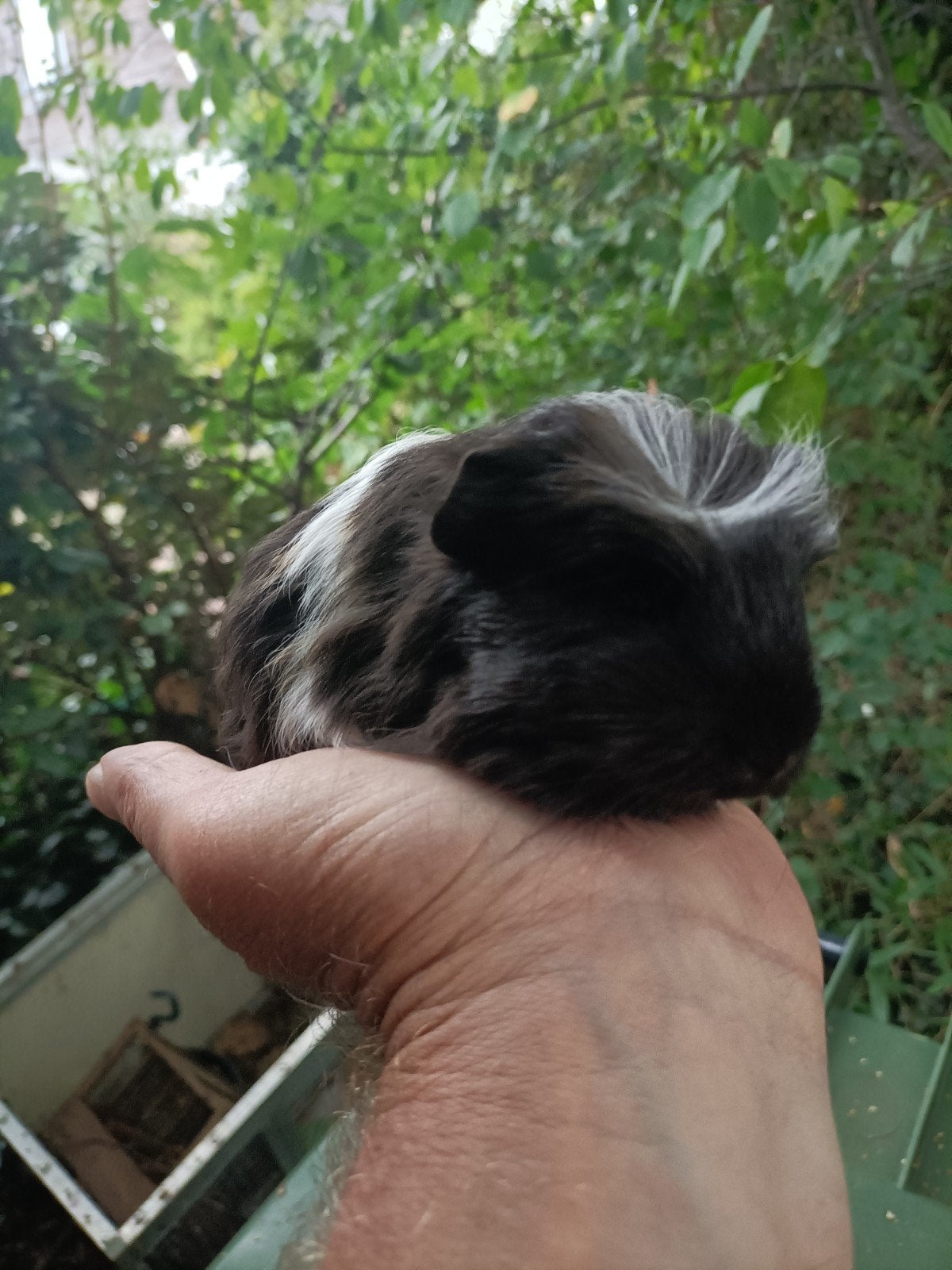 Jong cavia zeugje, Dieren en Toebehoren, Knaagdieren, Juli, Vrouwelijk, Cavia