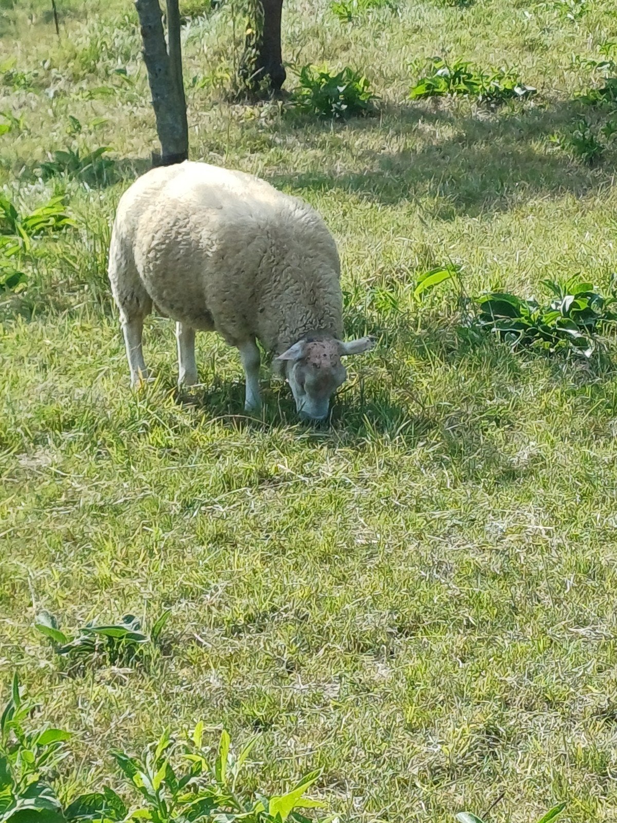 mooie dek ram, Dieren en Toebehoren, Mannelijk, Schaap