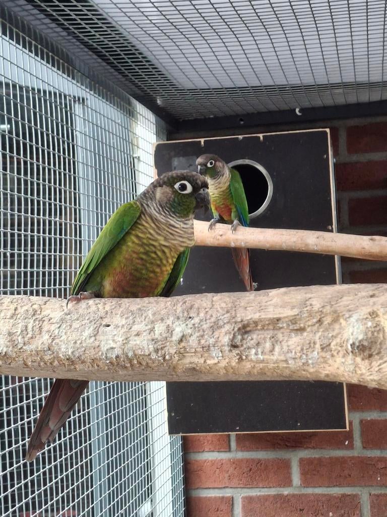 Koppel pyrrhura moalina, Meerdere dieren, Parkiet
