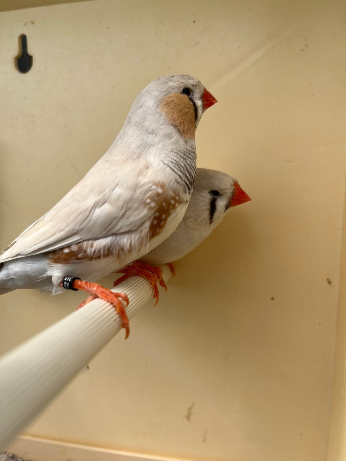 3 zevravinken, Dieren en Toebehoren, Vogels | Overige Vogels, Meerdere dieren