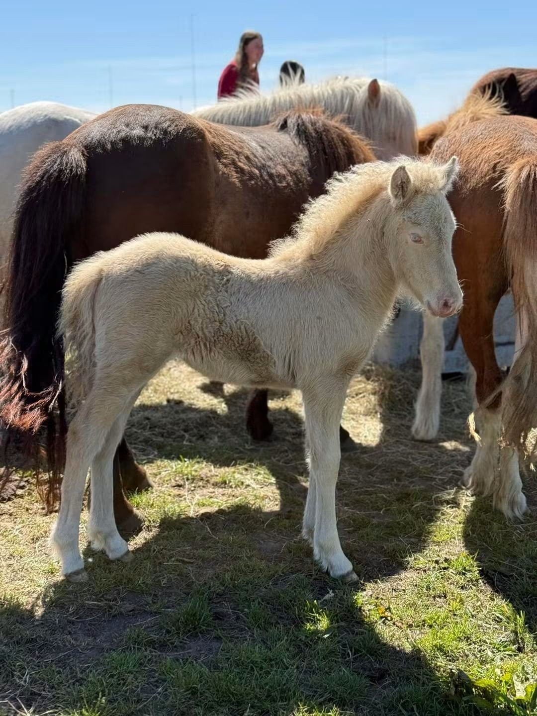 Prachtig IJslander veulen te koop!, Dieren en Toebehoren, Met stamboom, Niet van toepassing, 0 tot 2 jaar, Meerdere dieren