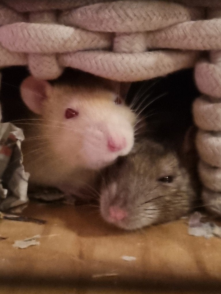 Betaalde oppas gezocht voor 2 tamme ratjes incl kooi etc, Dieren en Toebehoren, Knaagdieren, Rat, Juli, Vrouwelijk, Tam