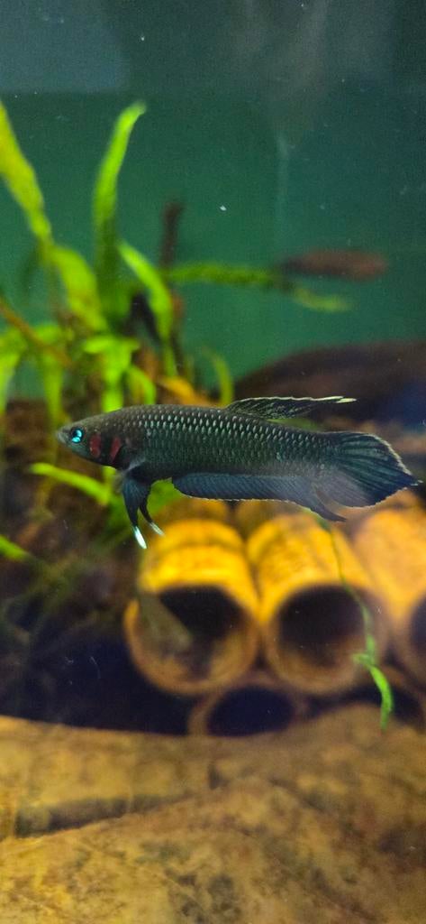 wilde betta mandor f1, Vis, Zoetwatervis