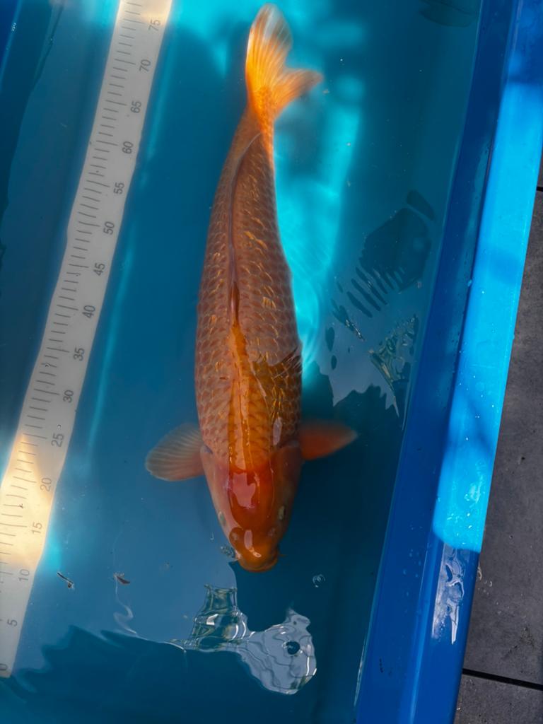 Taniguchi Goldencorn, koi, Karper of Koi