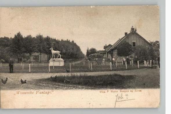 Wouwsche Plantage boerderij+koeien st 1904 uitg P.Harte, Ophalen of Verzenden, Voor 1920, Gelopen, Noord-Brabant