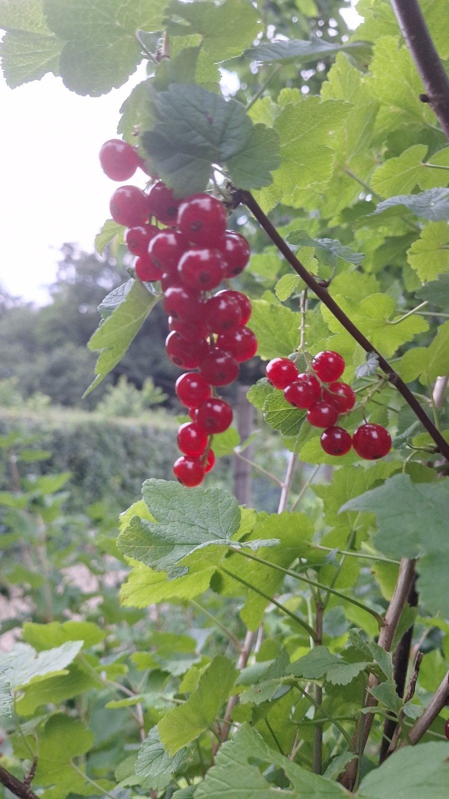 Diverse  biologische bessen te koop, Ophalen of Verzenden