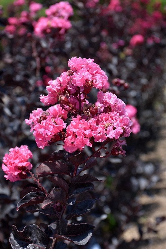 Lagerstroemia Shell Pink / Black Diamond / Nieuw ‼️‼️, Tuin en Terras, Planten | Bomen, 100 tot 250 cm, Zomer, Ophalen, Volle zon