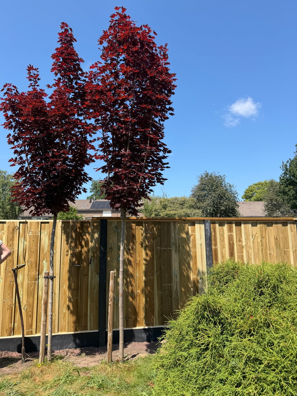 Twee rode esdoorns, Tuin en Terras, Planten | Bomen, Bloeit niet, Zuilboom, 400 cm of meer, Ophalen