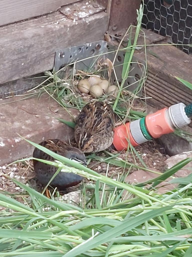 2 Chinese dwergkwartel man, Dieren en Toebehoren, Pluimvee, Mannelijk, Overige soorten