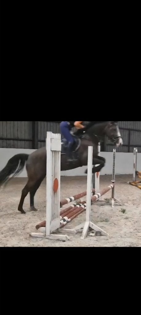 Mooie Tangelo v. d. Zuuthoeve merrie, Dieren en Toebehoren, Paarden, Merrie, Met stamboom, Springpaard, Zadelmak
