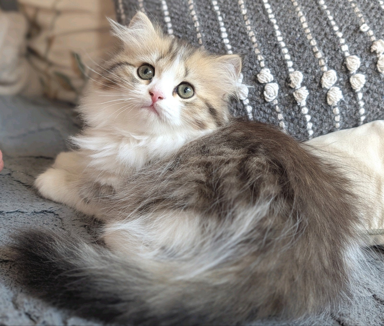 Britse kittens raszuiver black golden tabby & white, Dieren en Toebehoren, Katten en Kittens | Raskatten | Langhaar, Meerdere dieren