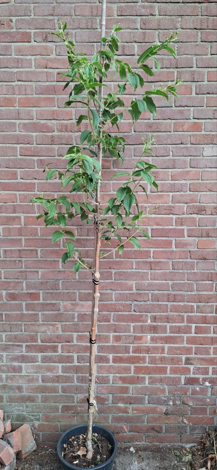Heptacodium miconioides, zevenzonenboom, Ophalen, Volle zon, Overige soorten