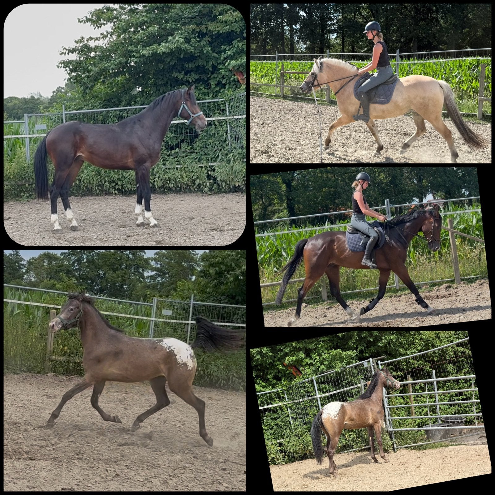 Meerdere paarden en pony’s te koop, Dieren en Toebehoren, Paarden, Met stamboom, Zadelmak, 3 tot 6 jaar, 160 tot 165 cm
