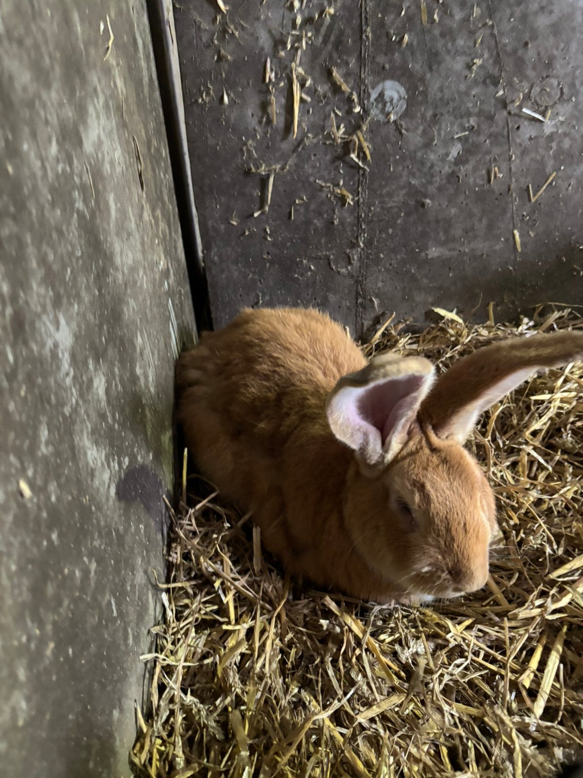 Vlaamse reus, Dieren en Toebehoren, Mannelijk, Groot