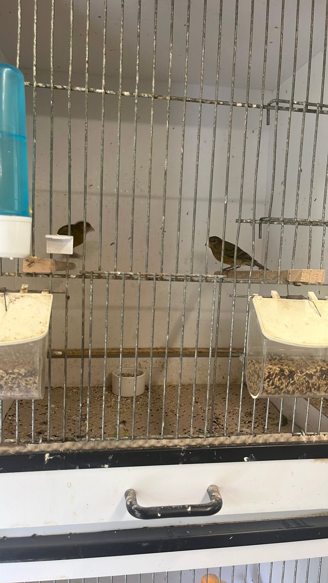 2 jonge timbrados zangk, Dieren en Toebehoren, Geslacht onbekend, Zangkanarie