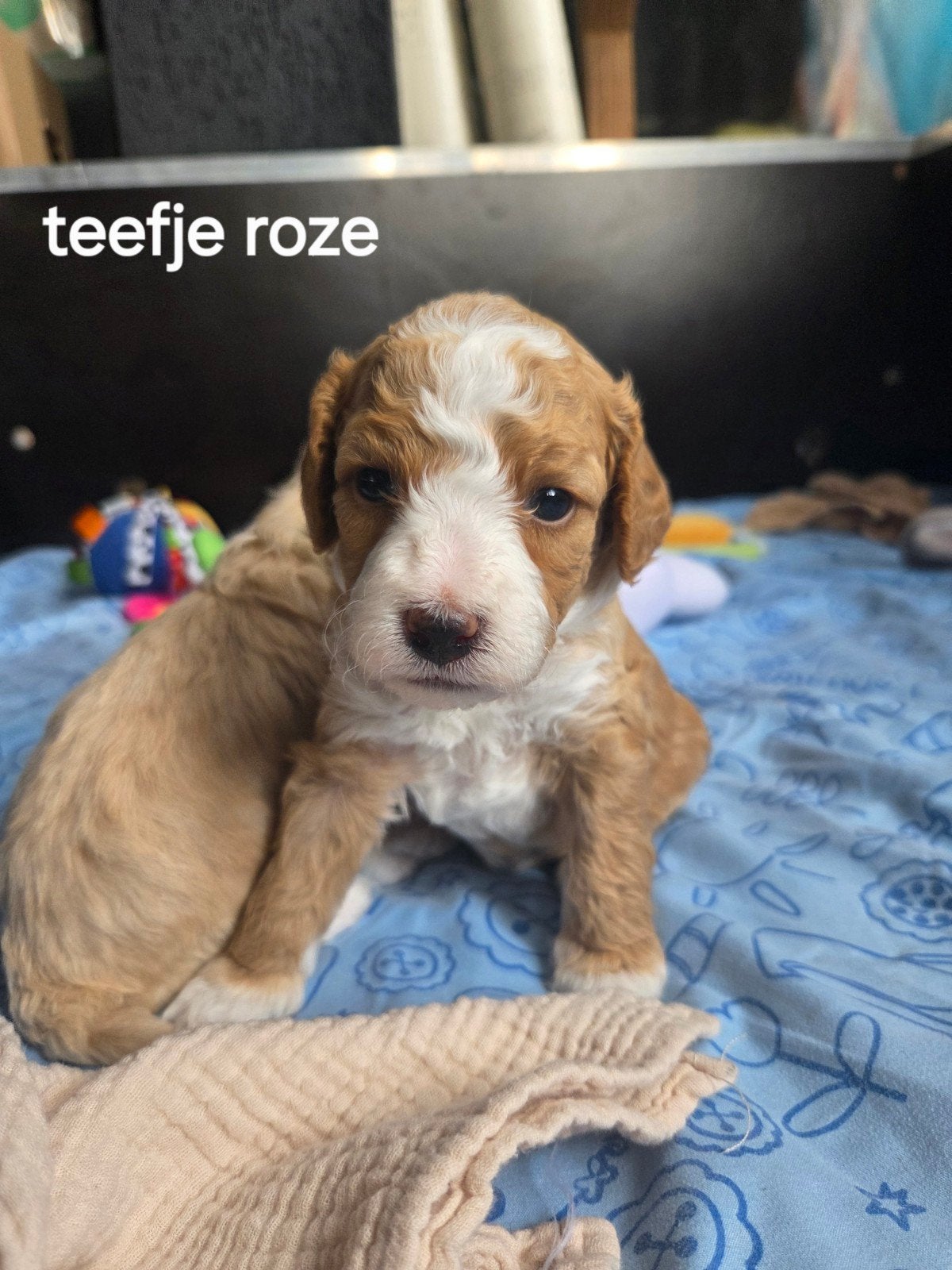 Huiselijk nestje kleine/medium labradoodle pups, Parvo, Overige rassen, 8 tot 15 weken, Meerdere