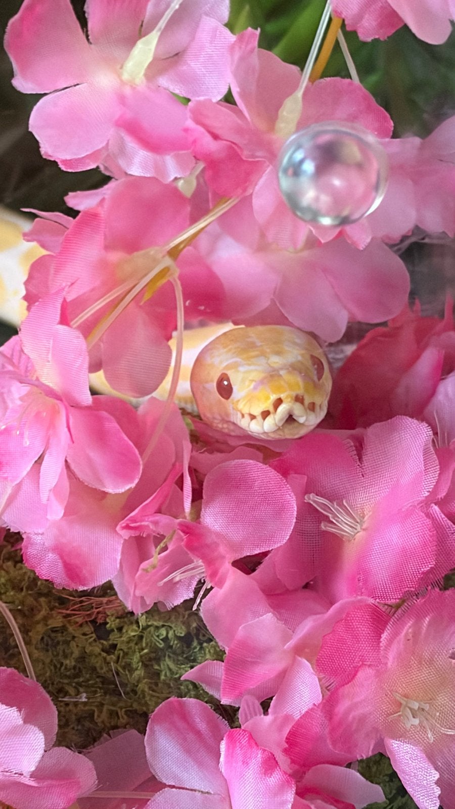 Koningspython, python regius Albino 1.0, Slang, 0 tot 2 jaar