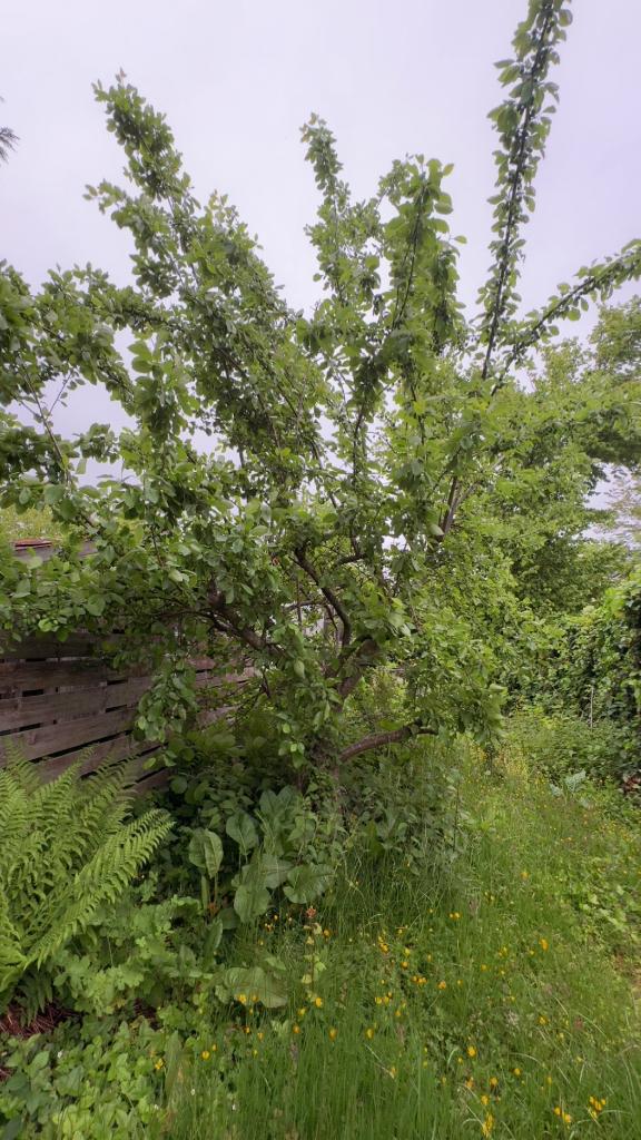Hele grote kroosjesboom (pruimen), Tuin en Terras, Planten | Bomen, Overige soorten, Lente, 100 tot 250 cm, Ophalen