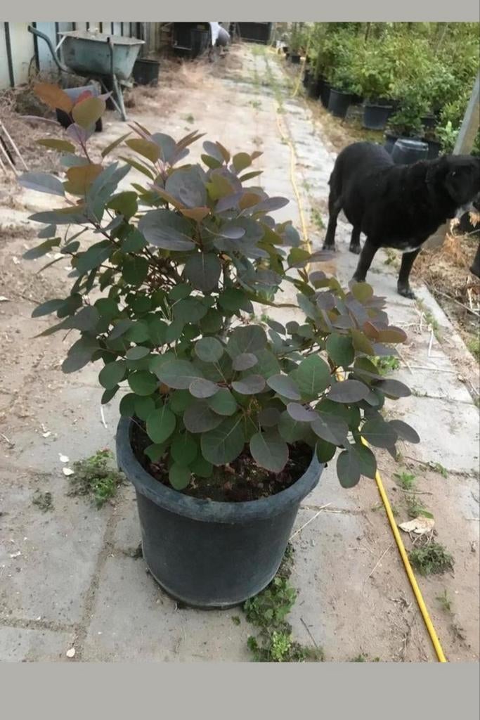 Te koop:  mooie pruikenbomen, potgekweekt., Ophalen, Overige soorten, Volle zon