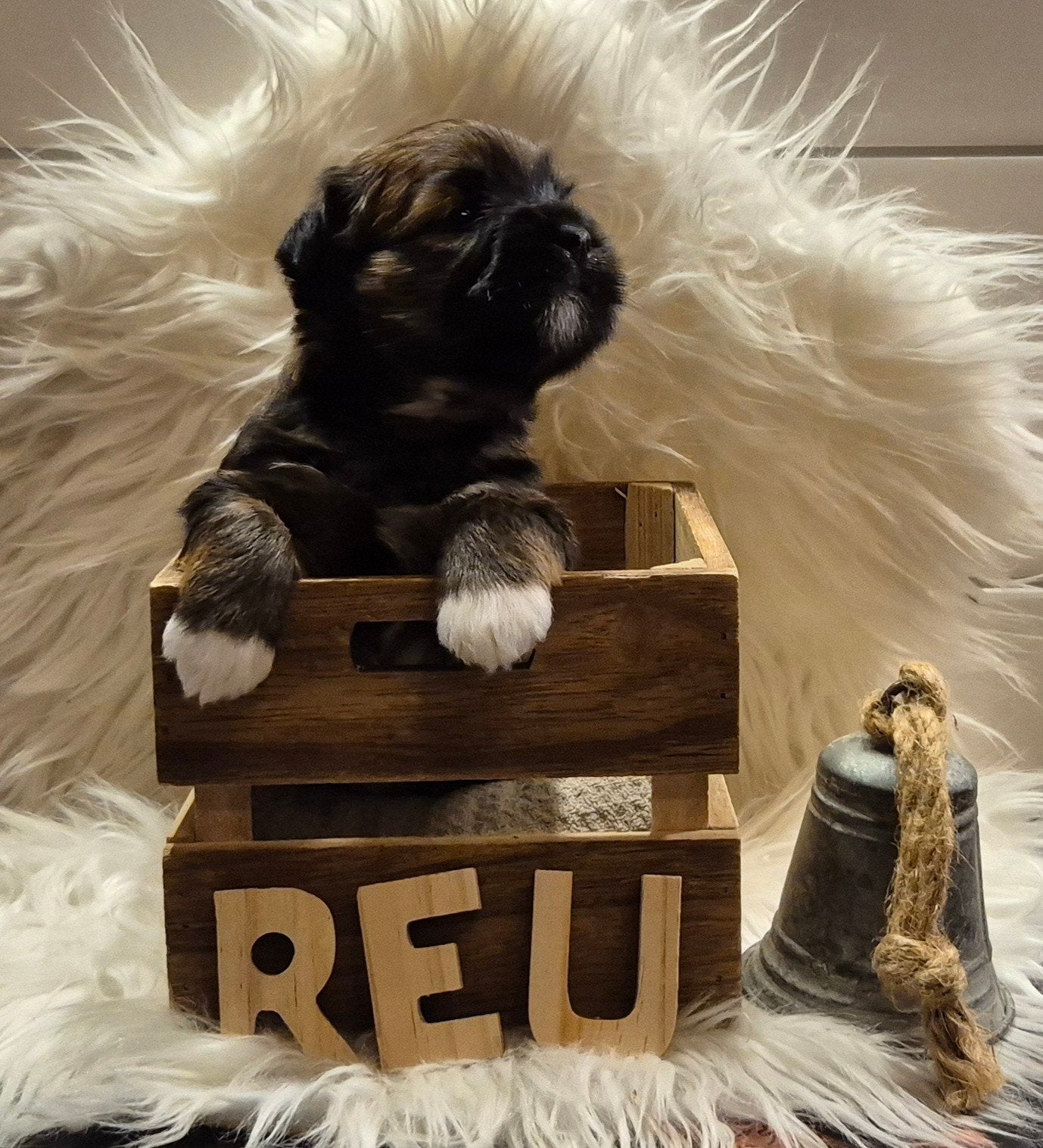 lhasa apso pup reutje, 8 tot 15 weken, Parvo, Eén hond, Nederland