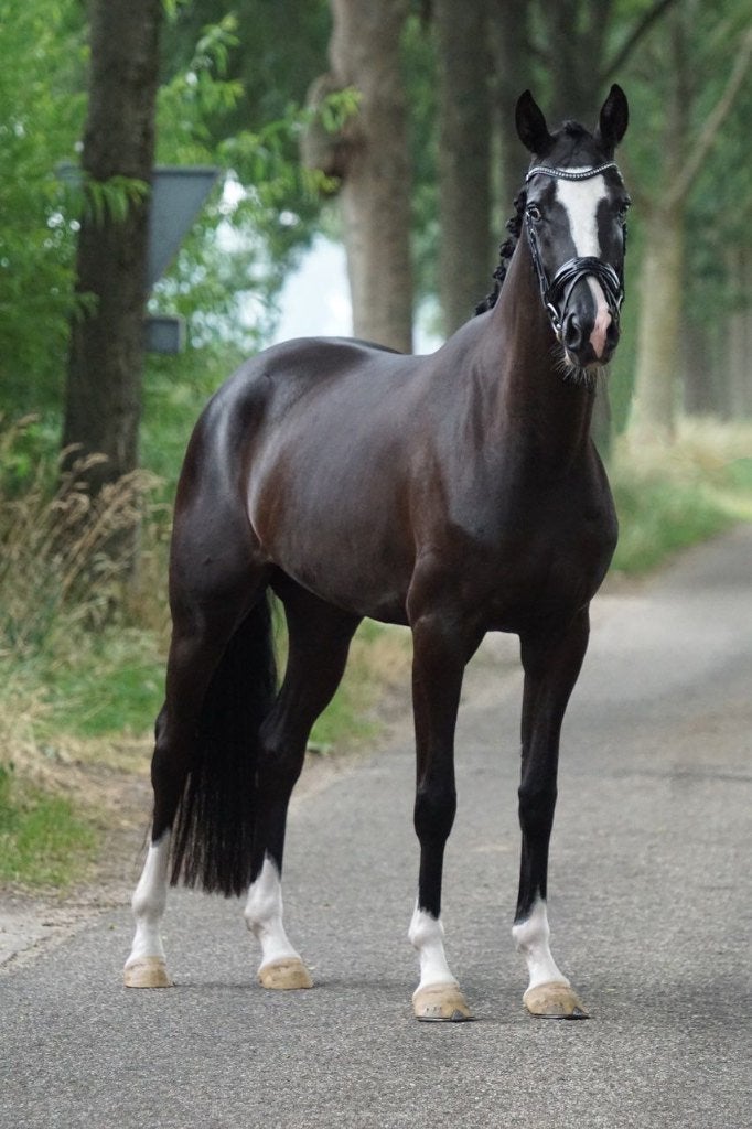 7 jarige stermerrie V: Kingston Blue Hors x VM: Andretti, Merrie, Dressuurpaard, 7 tot 10 jaar, 165 tot 170 cm