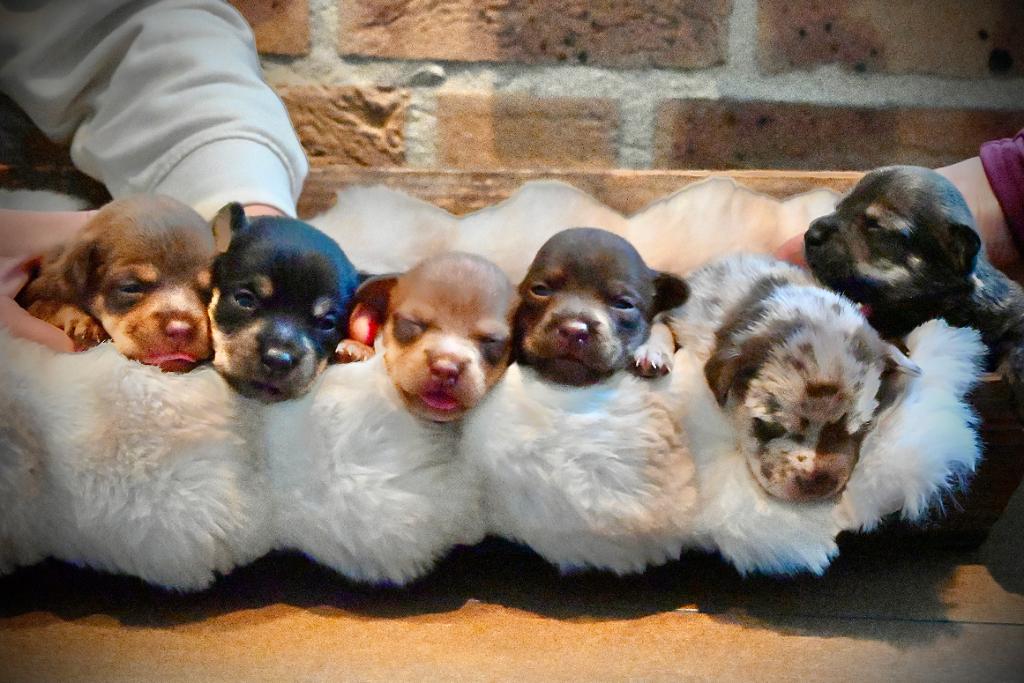 Jack Russel Pups, Dieren en Toebehoren, Honden | Jack Russells en Terriërs, Jack Russell Terriër, 8 tot 15 weken, Teef, Meerdere