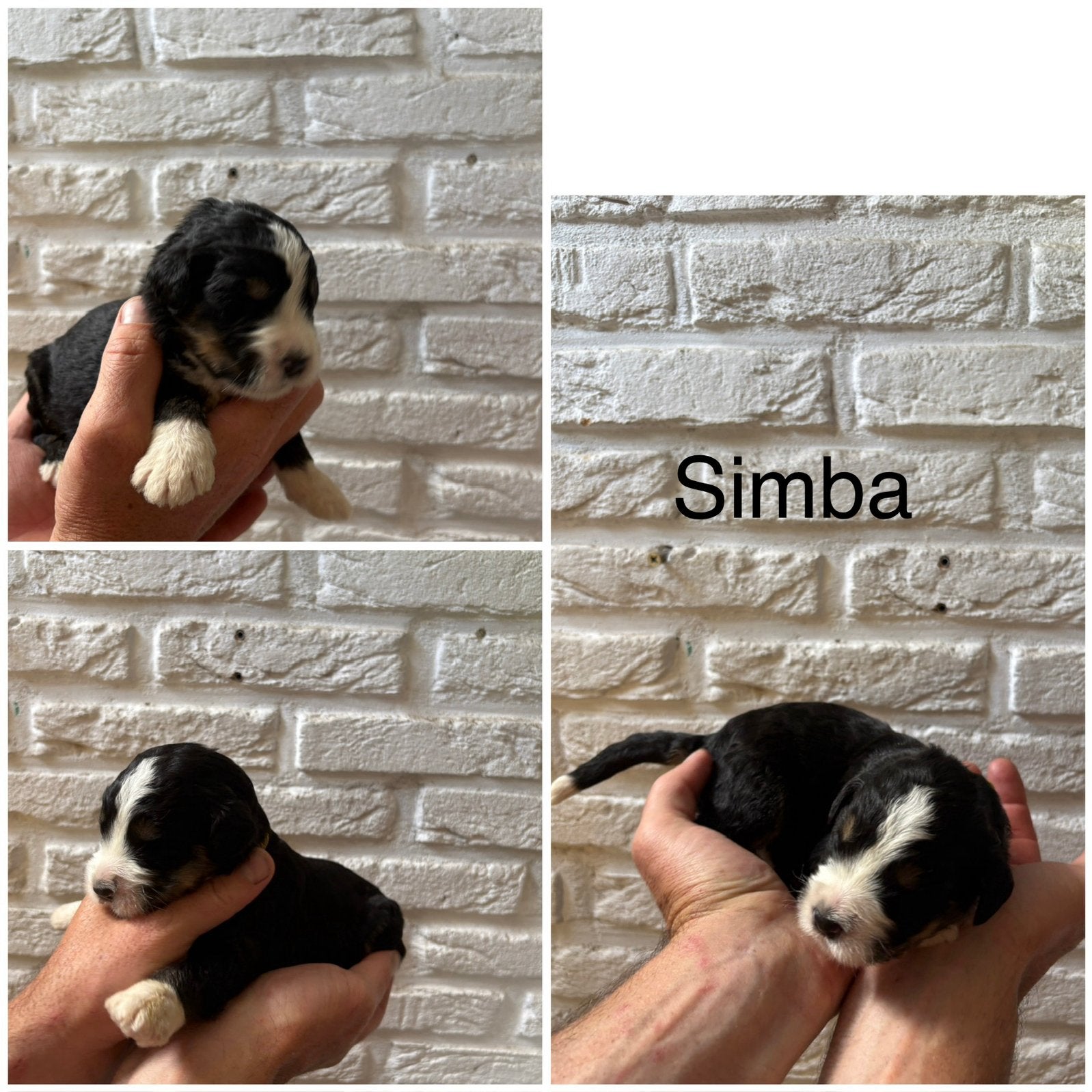 Bernedoodle reutjes!, Dieren en Toebehoren, Parvo, Overige rassen, 8 tot 15 weken, Meerdere