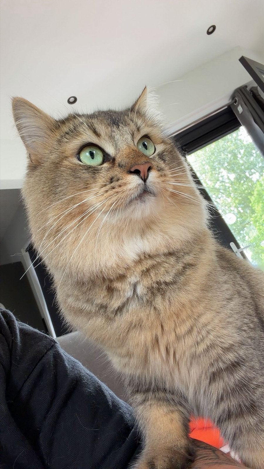 Ragdoll kruising, Dieren en Toebehoren, Kater, Langharig, 0 tot 2 jaar