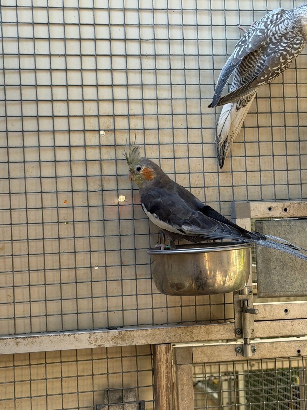 Wildkleur valkparkiet man, Dieren en Toebehoren, Vogels | Parkieten en Papegaaien, Mannelijk, Parkiet